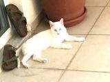 3 aylık tatlış mı tatlış van kedisi