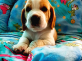 Irk Garantili Harika Beagle Yavrularımız