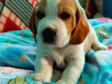 Özel Renk Harika Beagle Yavrularımız