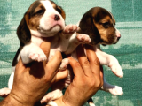 Üretim Çiftliğinden Harika Beagle Yavrularımız