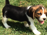 Beagle Yavrularımız Sevimli