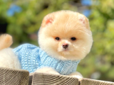Ayı Surat Tatlı Pomeranian Bebeklerimiz