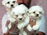 Kore kan maltese terrier yavrularımız