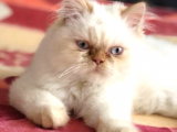 Yavru 5 aylık erkek saf kan İran kedisi