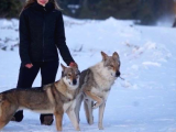 A Scr Li Şampiyonların Çekoslovak Wolf Dog Yavruları