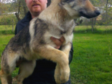 Wolf Dog Hybrid yavru ilanı