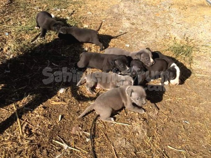 Saf Kan Pitbull Yavrularımız Yeni Yuvalarını Arıyor.