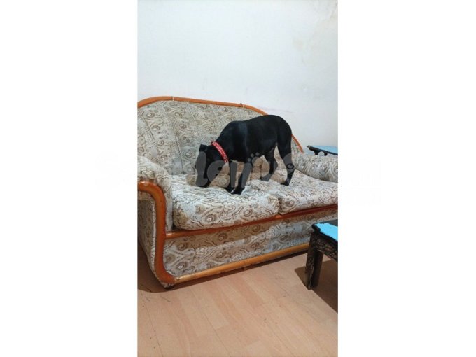 Amerikan Staffordshire 5 Aylık