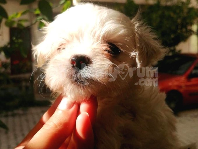 Mini Maltese Yavruları Orjinal