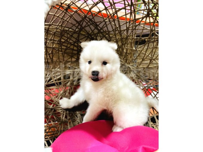 Orjinal Samoyed Yavrular 