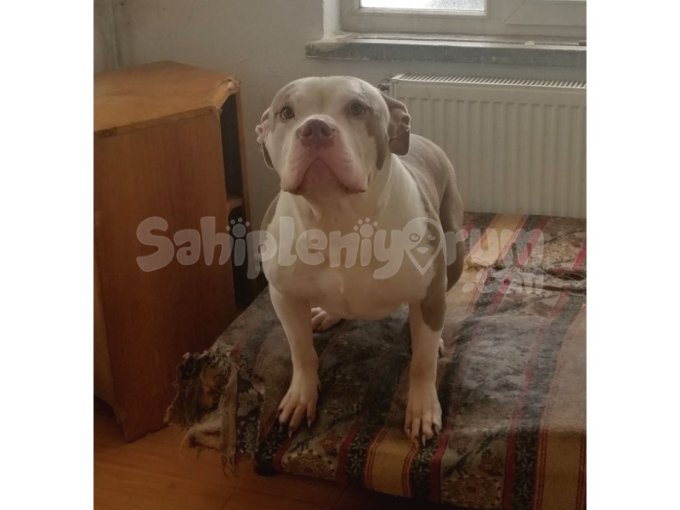 Amerikan Bully Xl Big Zaza Soyundan Abkc A Class 