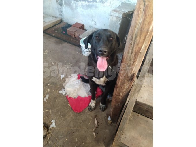 Labrador Erkek Has Kan