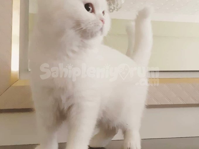 2 Dişi 1 Erkek Kedilerimi Sahiplendiriyorum
