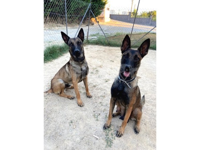 30 Günlük Safkan Belçika Malinois Yavruları