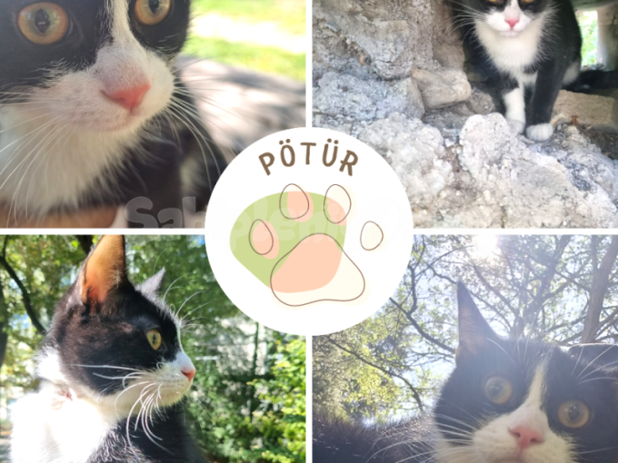 Pötür Ömürlük Yuvasını Arıyor :)