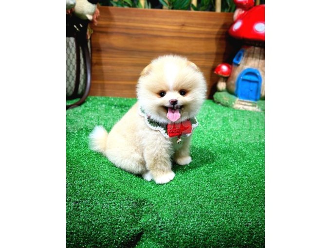 Ayı Suratlı Pomeranian Boo Yavrularımız