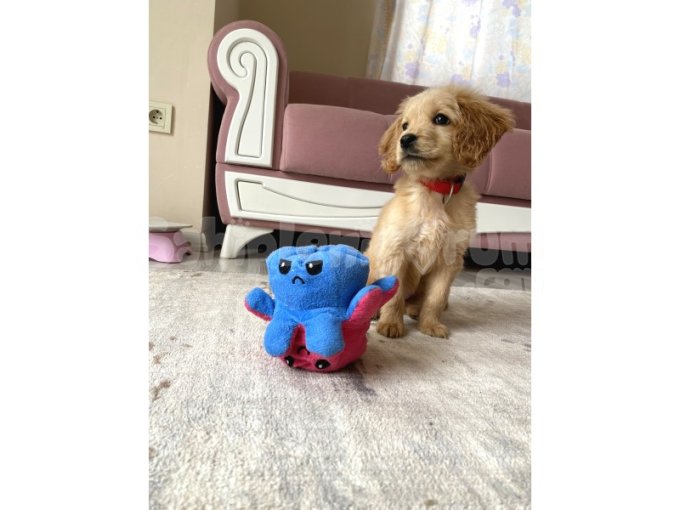5 Aylık Ingiliz Cocker 