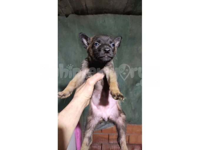 A Kalite Belçika Kurdu Malinois Yavrular 45 Günlük 