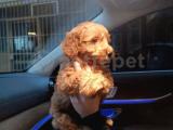 YAVRU POODLE BEBEK