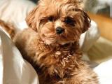 ORJİNAL TOY POODLE YAVRULARIMIZ