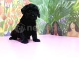 RESMİ ÜRETİCİDEN SİYAH TOY POODLE YAVRULAR