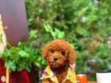 Erkek Red Brown Toy Poodle 'Tarçın' 