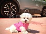 Kore kanı mini boy maltese terrier kızımız