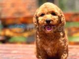 SHOW KALİTE TOY POODLE BEBEKELER