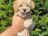 Sağlık ve ırk garantili apricot toy poodle yakışıklımız