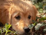 2.5 AYLIK Baby Face Golden Retriever