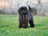 Siyah Toy Poodle