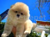 Özlenen Güzellikte Pomeranian Boo yavrumuz 