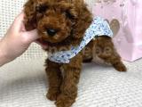 Red Brown Toy Poodle Yavrular 