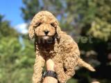 SEVİMLİ DİŞİ TOY POODLE 