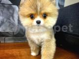 Safkan Pomeranian BOO Best Model Yarışma duzeyinde