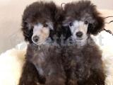 Silver toy poodle ırk ve boyut garantili yavrular 