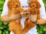 Dark apricot ve red toy poodle erkek yavrular @catboyssss da