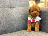 Toy poodle yavrularımız 