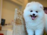 SAMOYED BEBEKLER IRK GARANTİLİ