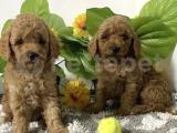 Kıpır Kıpır Safkan Toy Poodle Bebekler