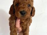 TOY POODLE YAVRULARİMİZ