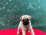 A KALİTE PUG 