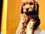 Poodle Ayarinda Malti̇po Dişi