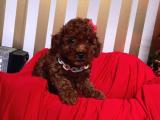 RED BROWN TOY POODLE YAVRULAR 