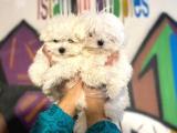 Teslime Hazır Irk Ve Sağlık Garantili korean maltese terrier yavruları 