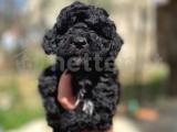 Silver Toy Poodle Yavrularımız