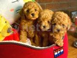 BEBEK SURAT TOY POODLE YAVRULARIMIZ