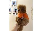 14 Aylık Teacup Toy Poodle Dişi