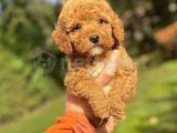 RED POODLE ORJŞNAL BEBEĞİMİZ