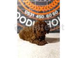 2.5 aylık ToyPoodle RedBrown